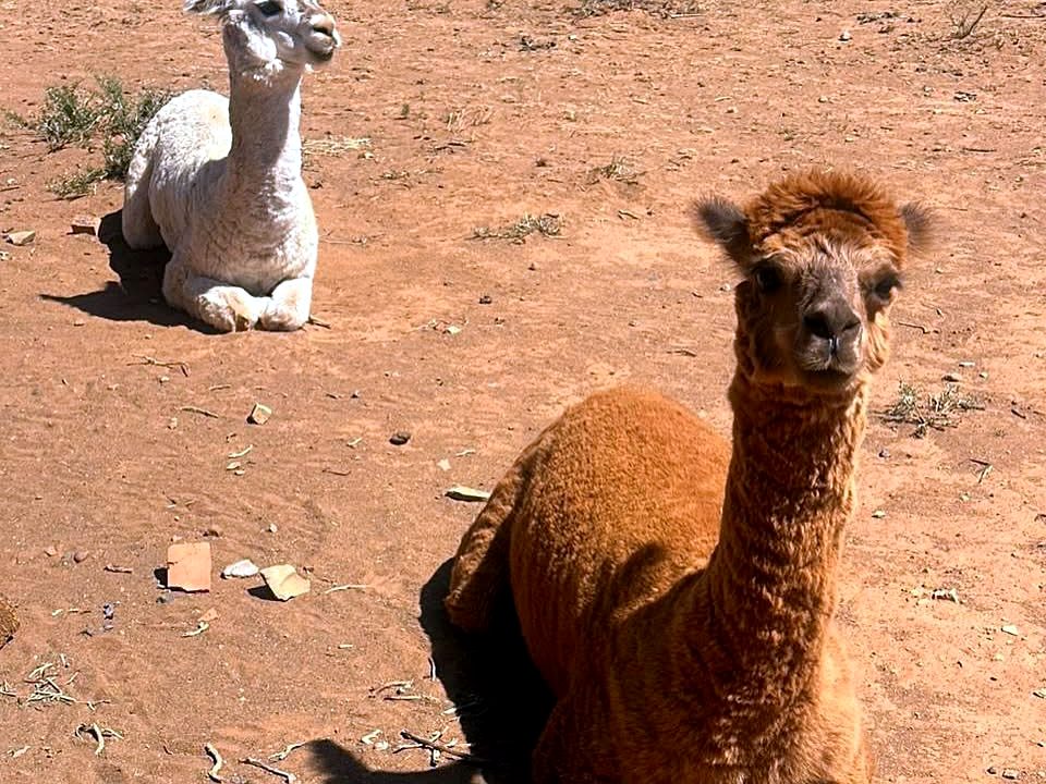 Alpakkas in die Karoo